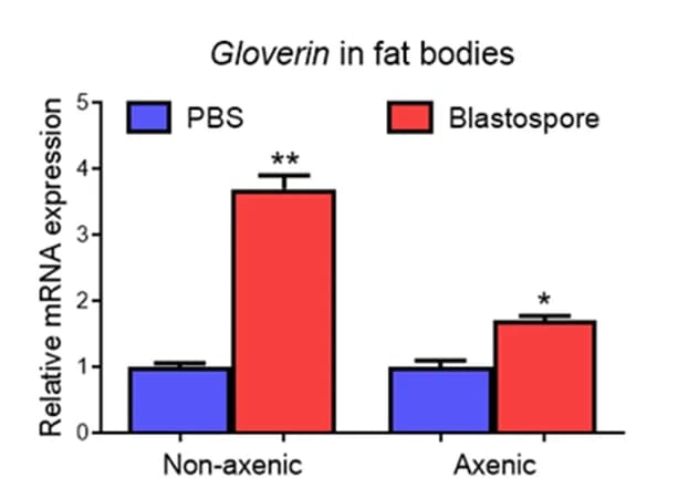 Open access visualization of Bar Plot, Error Bars, Clustered, RT-qPCR, Gloverin
