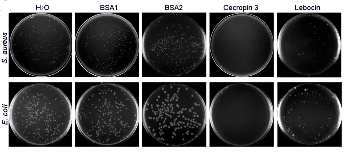 Open access visualization of Photo, Cecropin 3, Lebocin, Antibacterial Activity, S. aureus