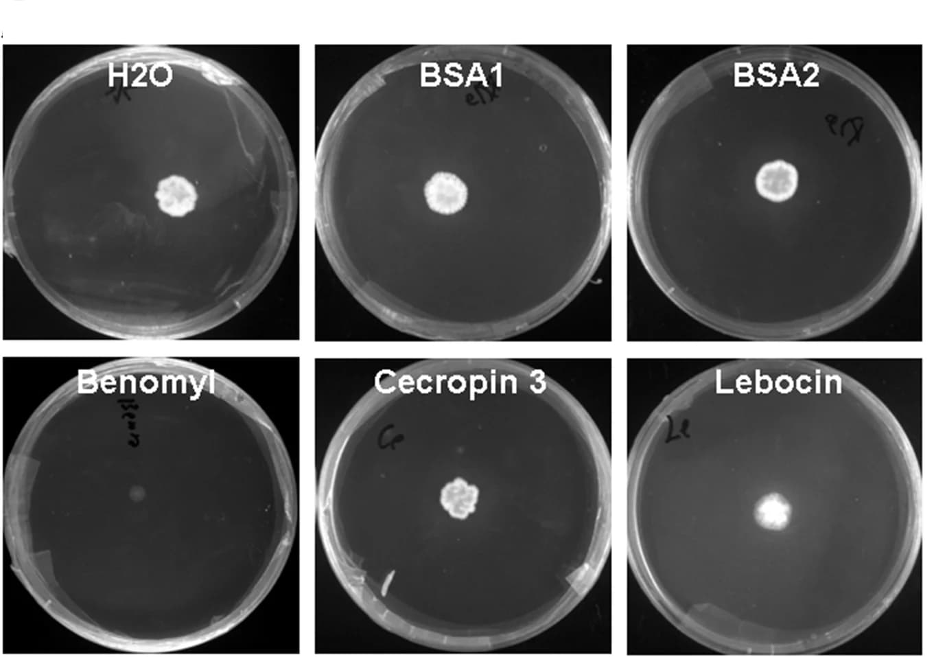 Open access visualization of Photo, SMAY Plates, Fungal Colonies, Hyphal Bodies, Treatment