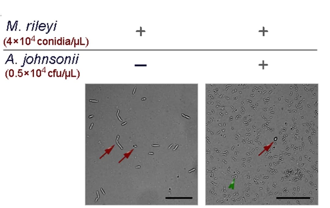 Open access visualization of Microscopy, M. Rileyi, A. Johnsonii, In Vitro, Proliferation