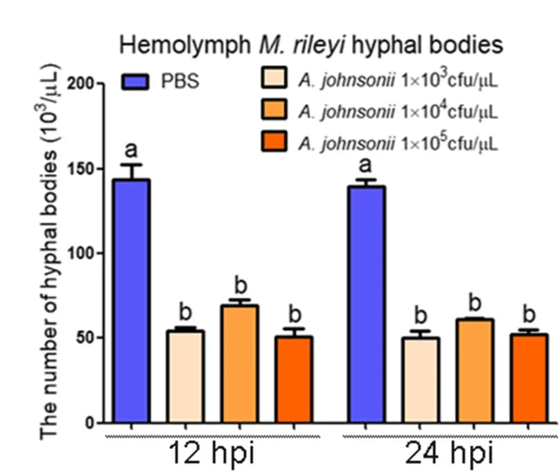 Open access visualization of Bar Plot, Error Bars, Clustered, Hyphal Bodies, Hemolymph
