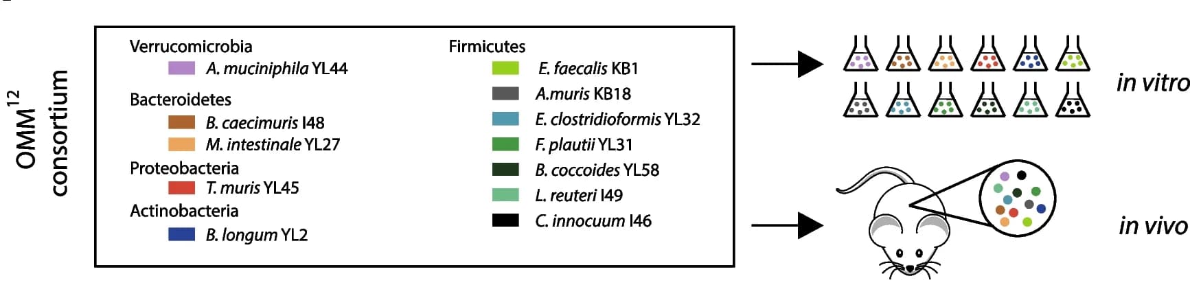Open access visualization of Workflow, Illustration, Hi-C, Virome, In vitro cultures