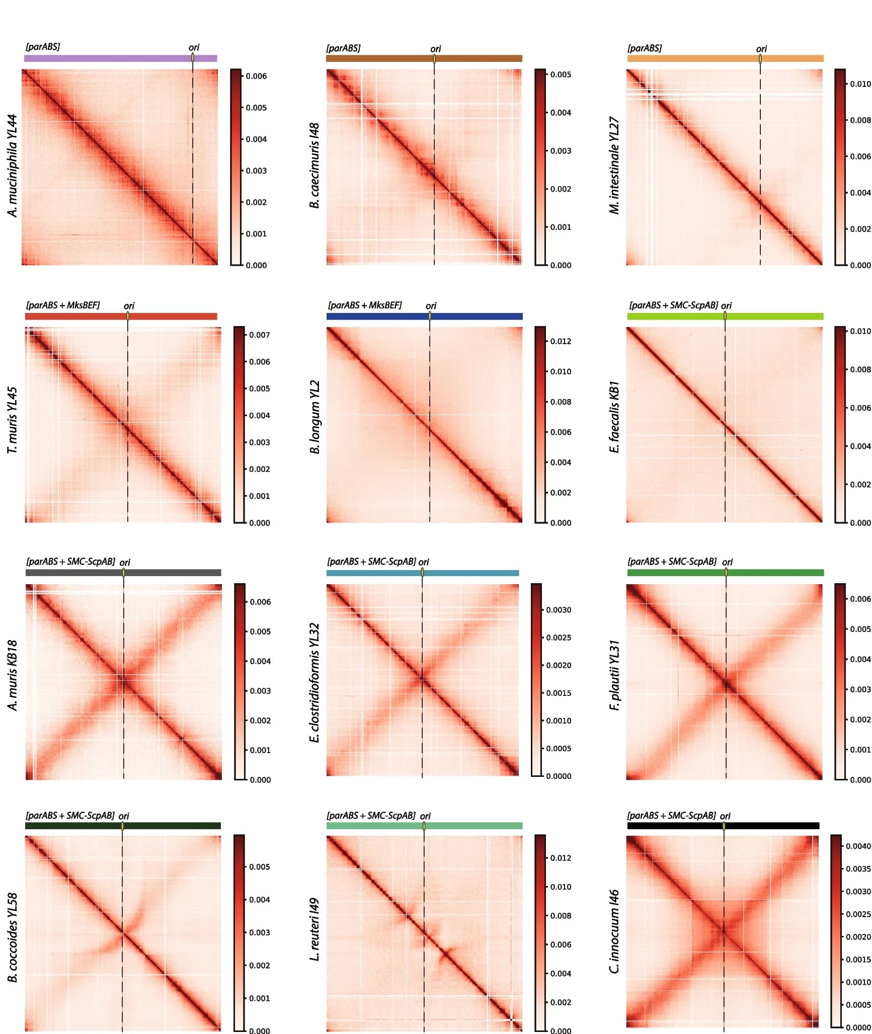 Open access visualization of Heatmap, Contact maps, Hi-C, In vitro cultures, OMM 12 consortium
