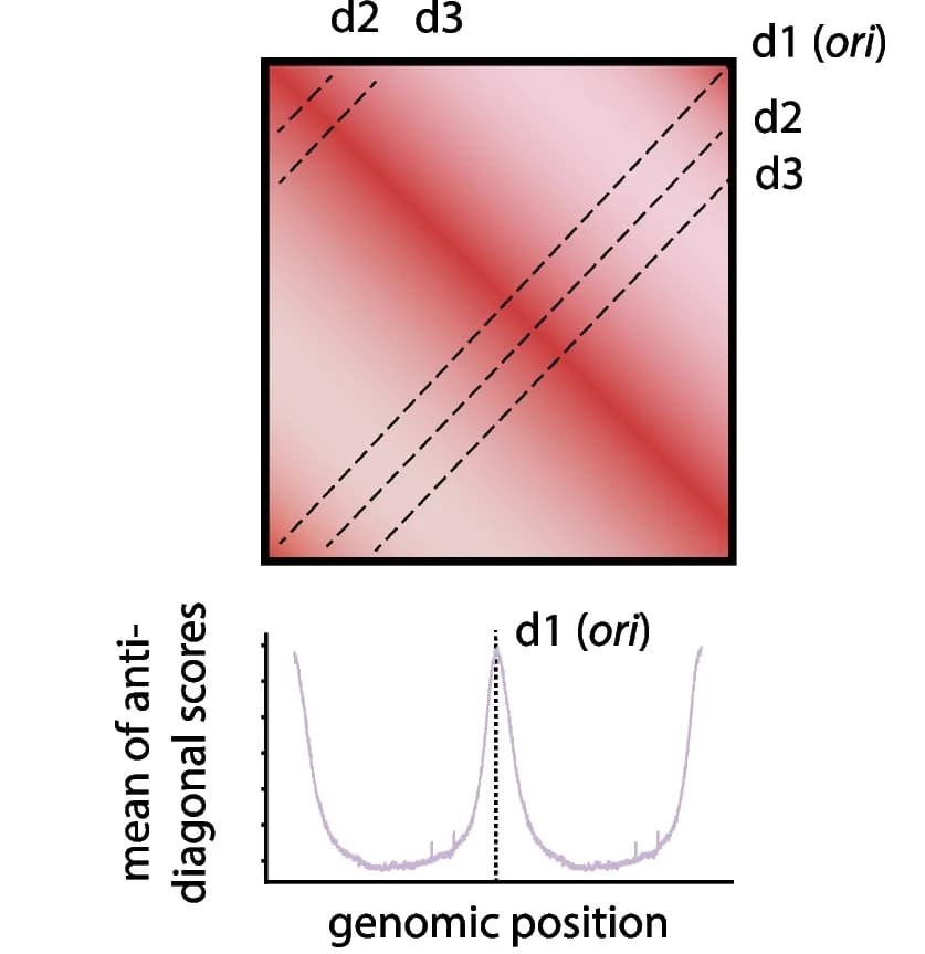 Open access visualization of Heatmap, Line Plot, Hi-C contact map, Bacterial genome, Origin of replication