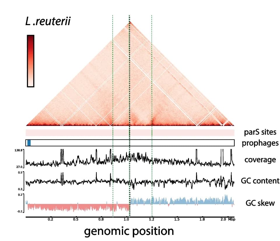 Open access visualization of Heatmap, Line Plot, Contact map, L. reuteri, parS sites