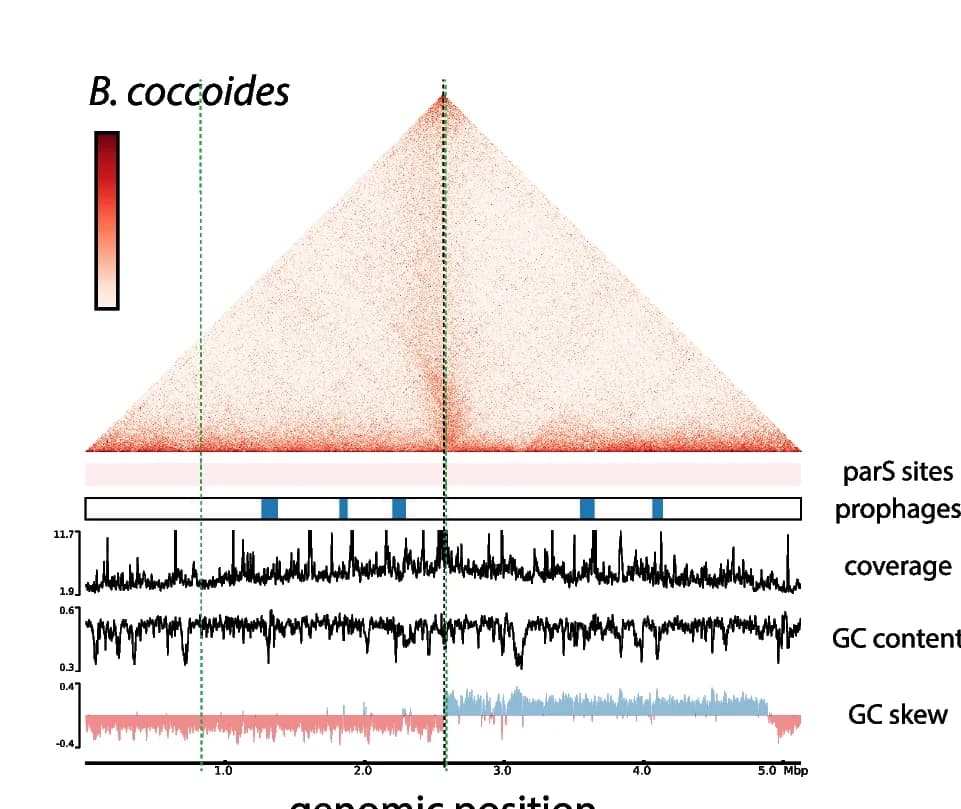 Open access visualization of Heatmap, Line Plot, Contact map, B. coccoides, parS sites