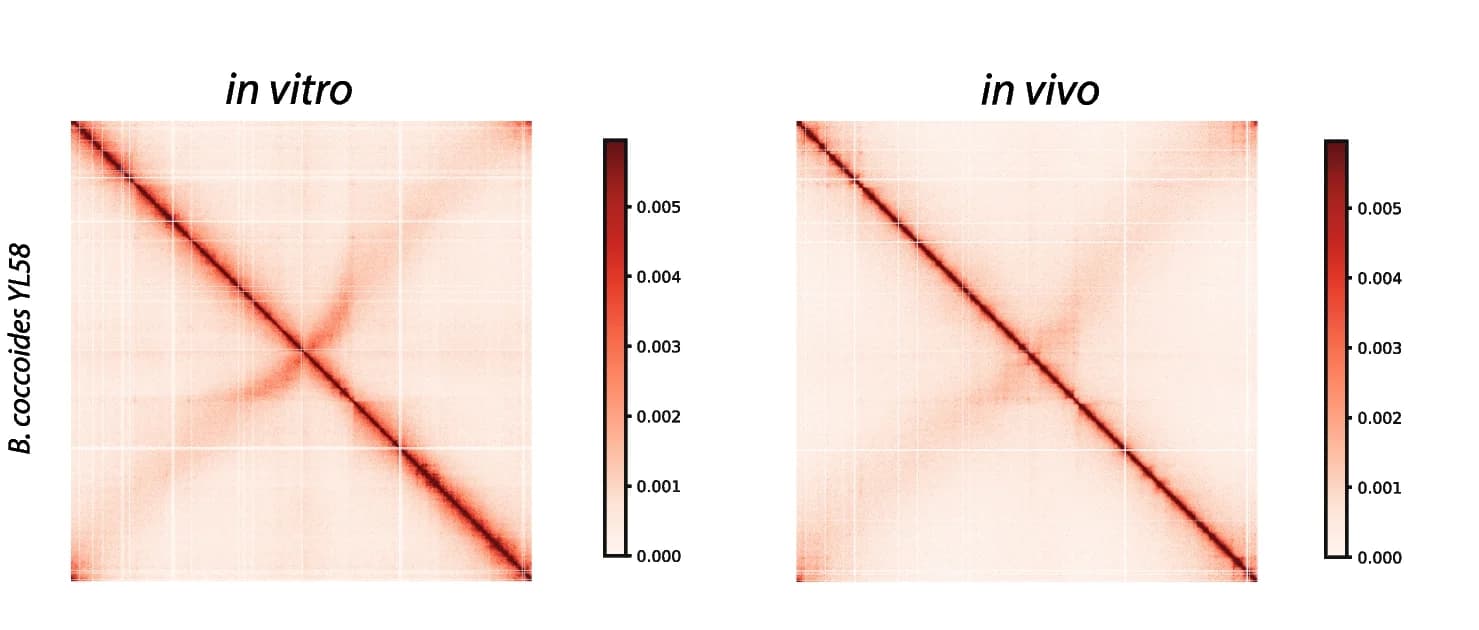 Open access visualization of Heatmap, Contact Maps, B. coccoides, In Vitro, In Vivo