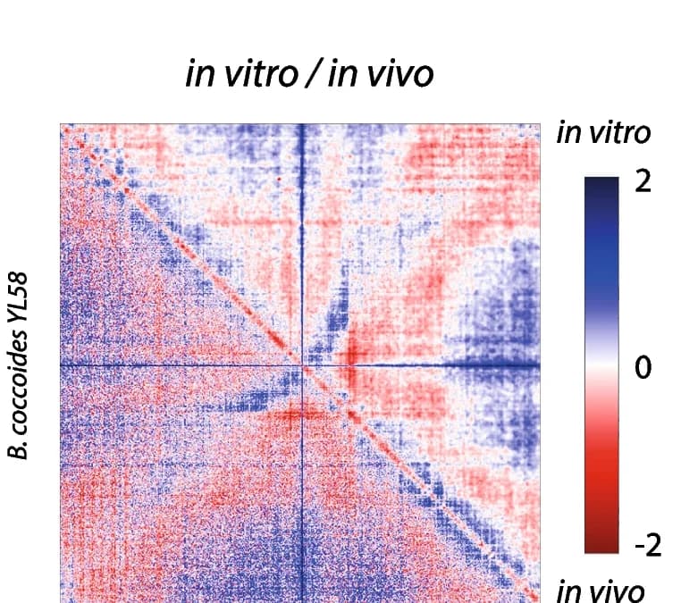 Open access visualization of Heatmap, Contact Maps, B. coccoides, Ratio, In Vitro