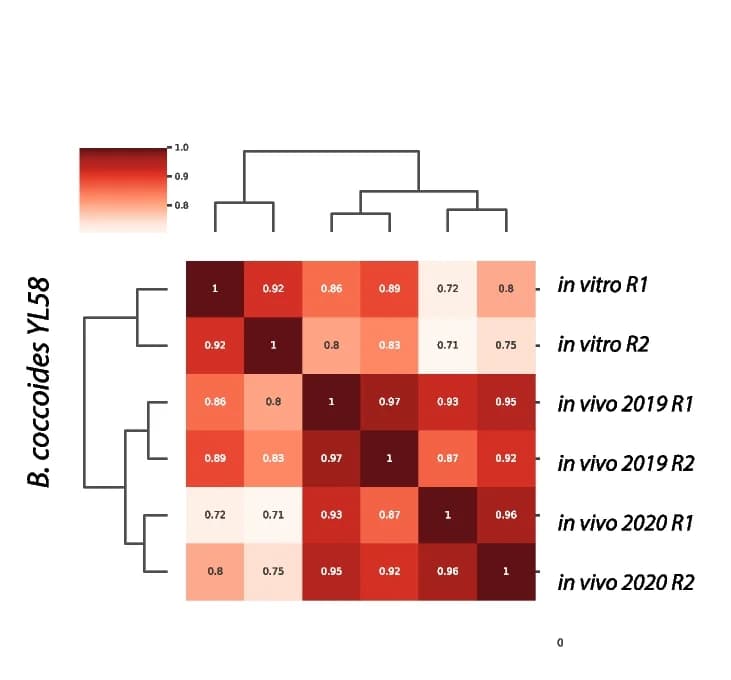Open access visualization of Heatmap, Clustered, Hierarchical Clustering, Hi-C replicates, B. coccoides