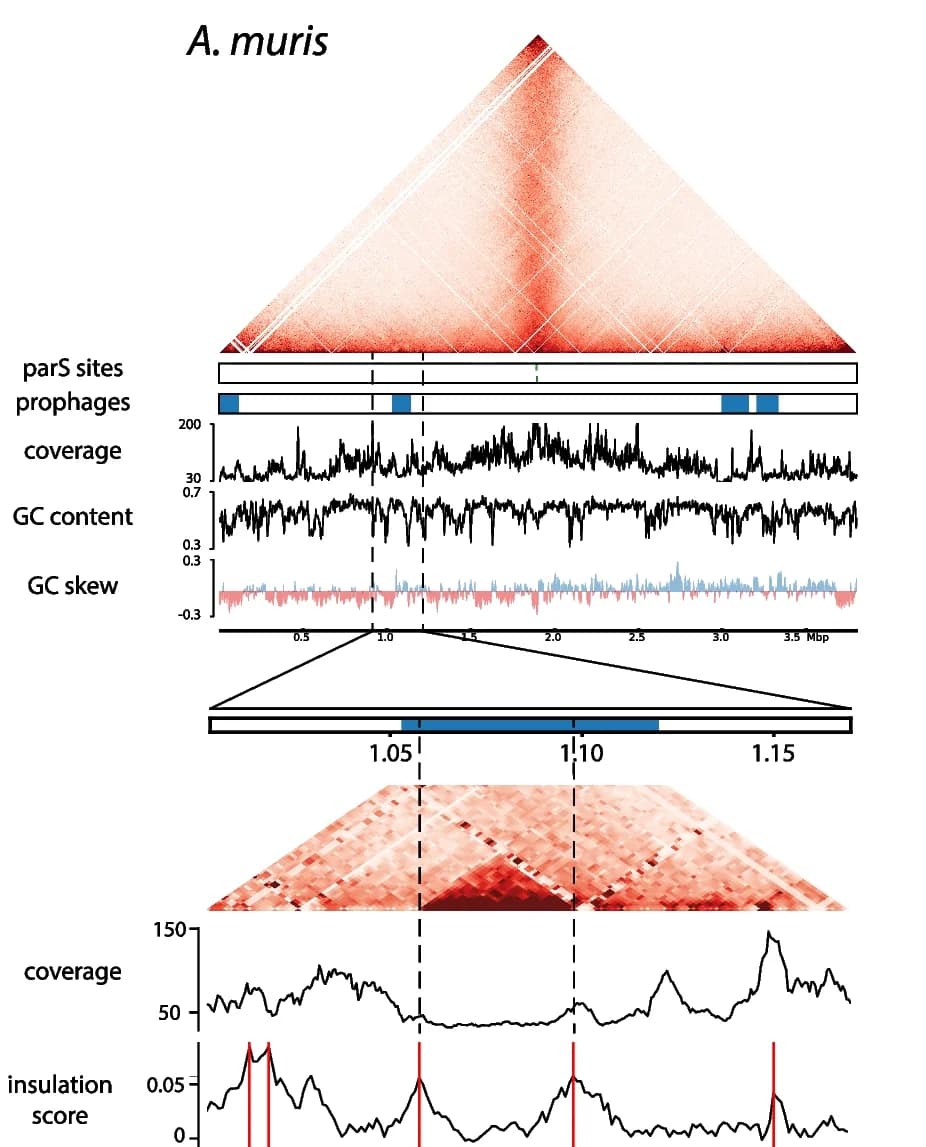Open access visualization of Heatmap, Line Plot, Contact Map, Prophage Regions, Coverage