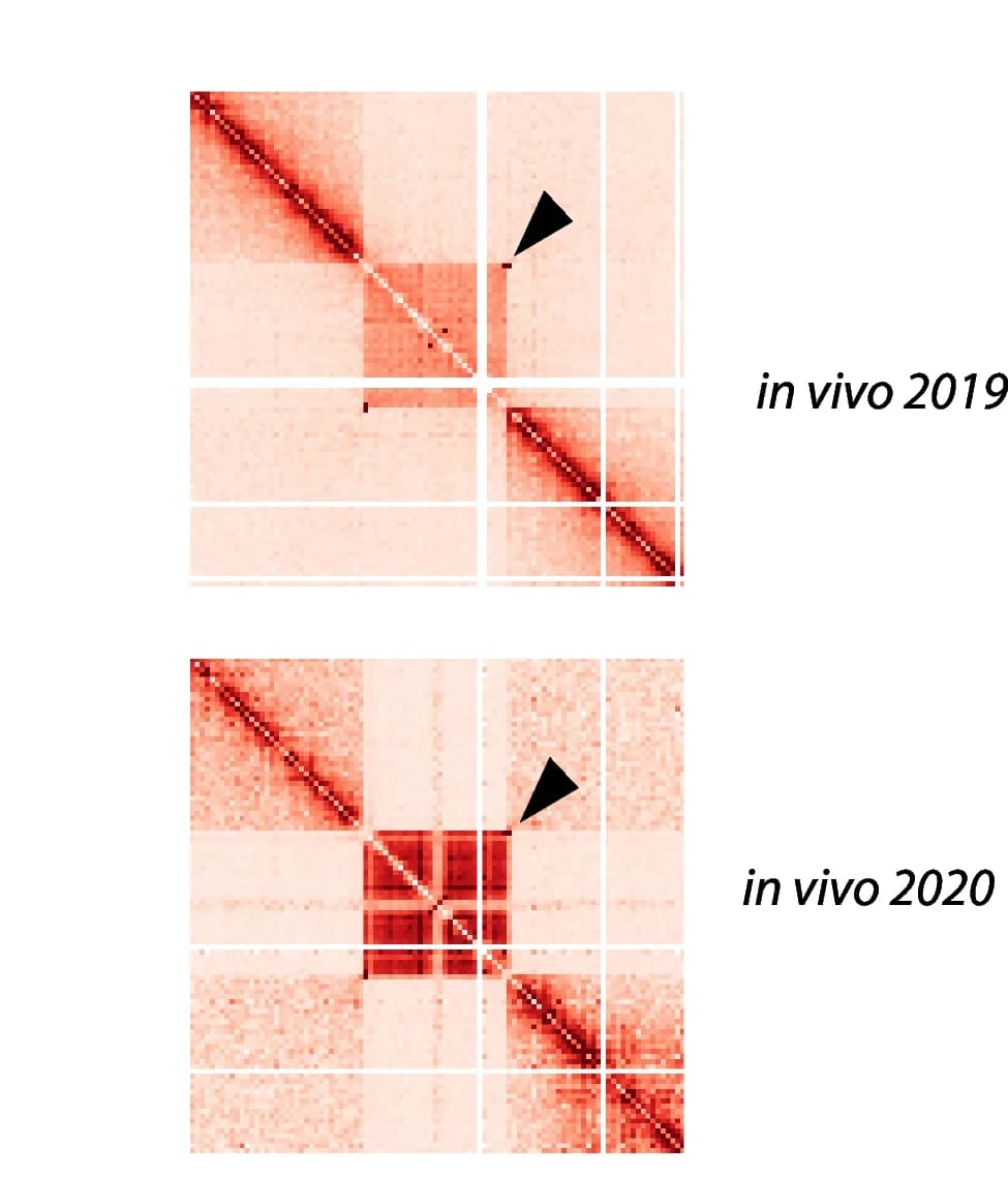 Open access visualization of Heatmap, Contact Matrix, Prophage