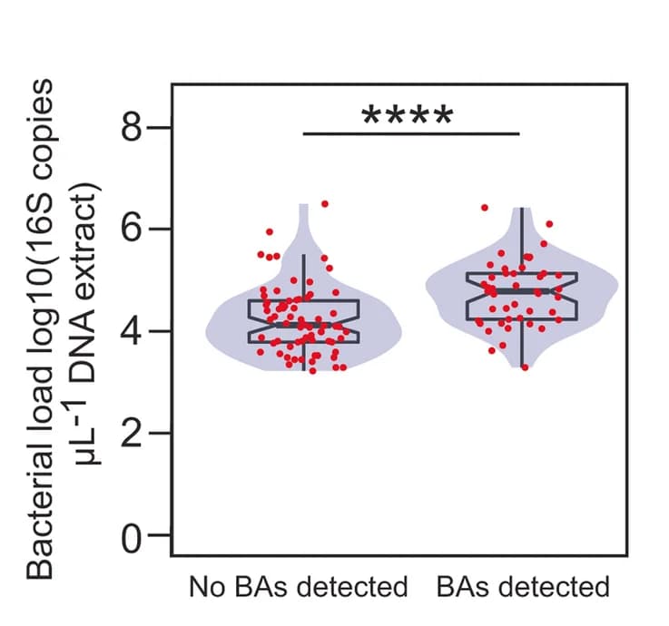 Open access visualization of Violin Plot, Box Plot, Scatter Plot, Bacterial Burden, Bronchoalveolar Lavage Fluid