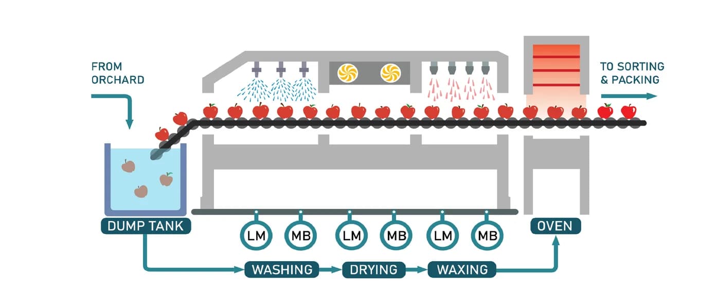 Open access visualization of Workflow, Flowchart, Illustration, Tree Fruit, Packing Facilities