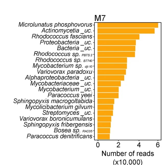 Open access visualization of Bar Plot, Bacterial species, Shotgun metagenomic sequencing, Nanopore long-read technology, Abundance