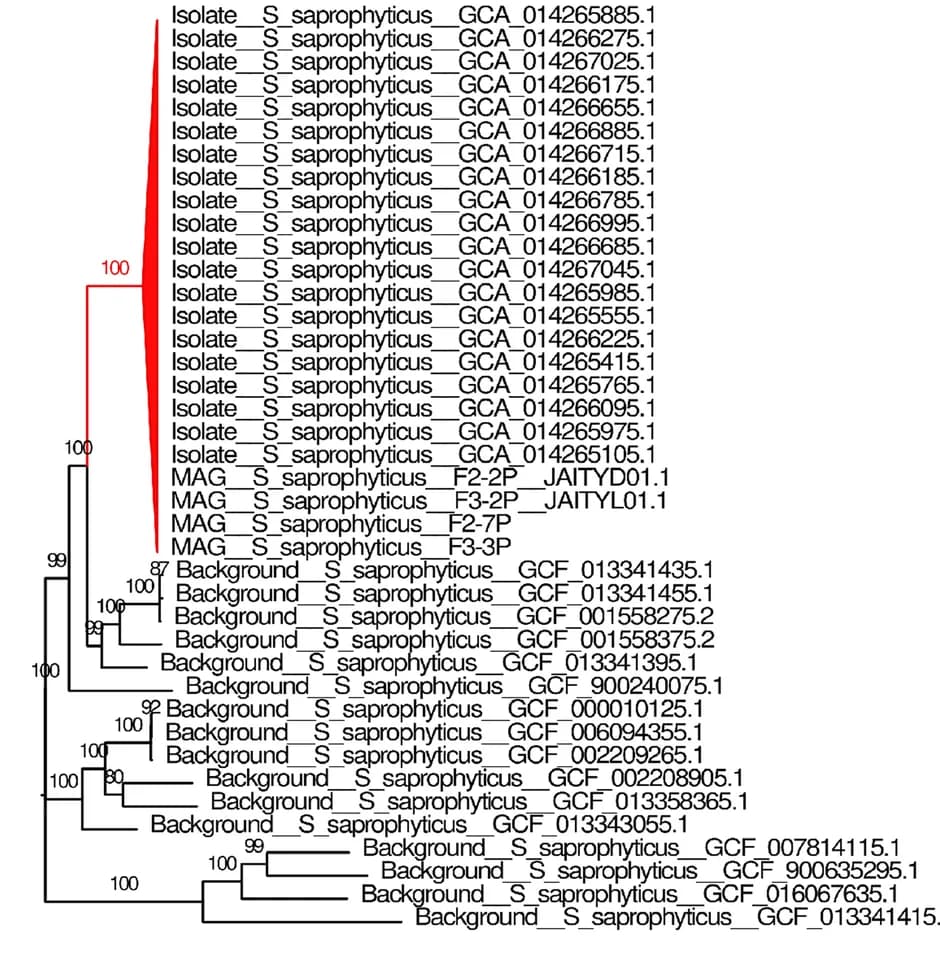 Open access visualization of Network, Pathway, Phylogenetic Trees, S. saprophyticus