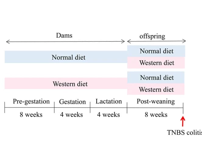 Open access visualization of Workflow, Illustration, Western Diet, Normal Diet, Maternal Diet