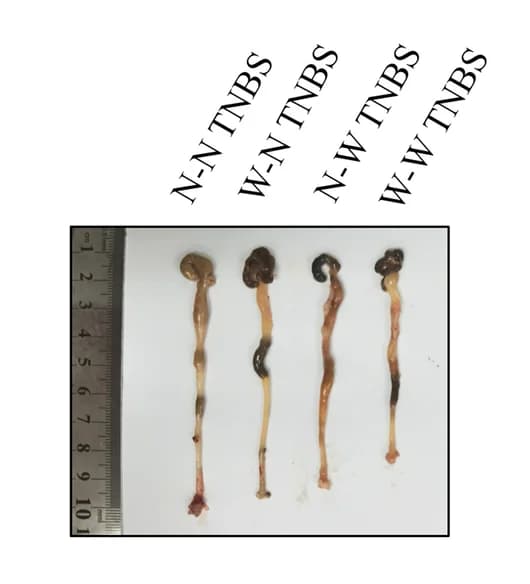 Open access visualization of Photo, Colon, Mice, TNBS, Colitis Model