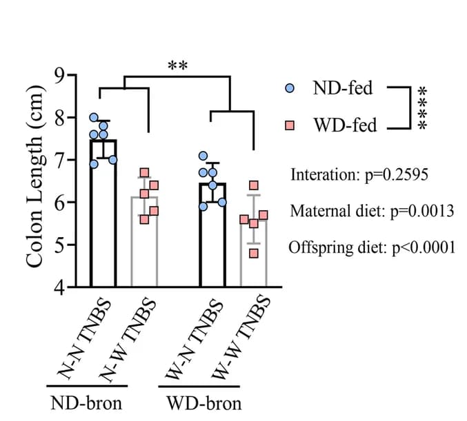 Open access visualization of Bar Plot, Error Bars, Colon Length, Mice, TNBS