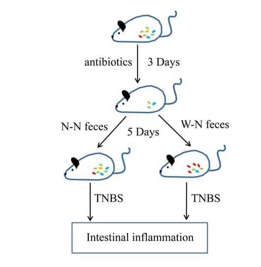 Open access visualization of Workflow, Flowchart, Gut Microbiota, Antibiotics, TNBS
