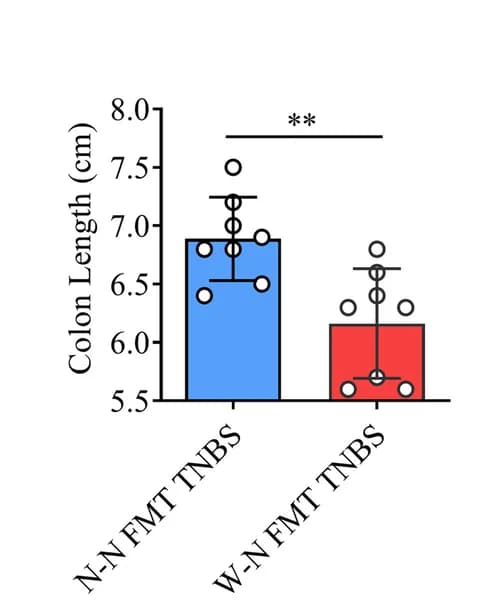 Open access visualization of Bar Plot, Error Bars, Colon Length, Mice, TNBS