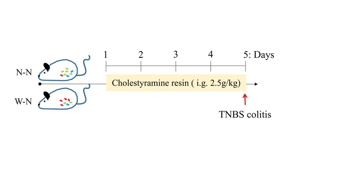 Open access visualization of Workflow, Illustration, Cholestyramine Resin, Mice, TNBS