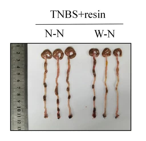 Open access visualization of Photo, TNBS, Colon, Images