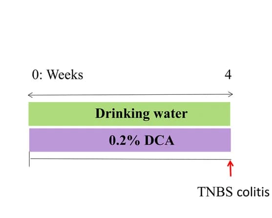Open access visualization of Workflow, DCA, TNBS, Colonic Inflammation, WT Mice