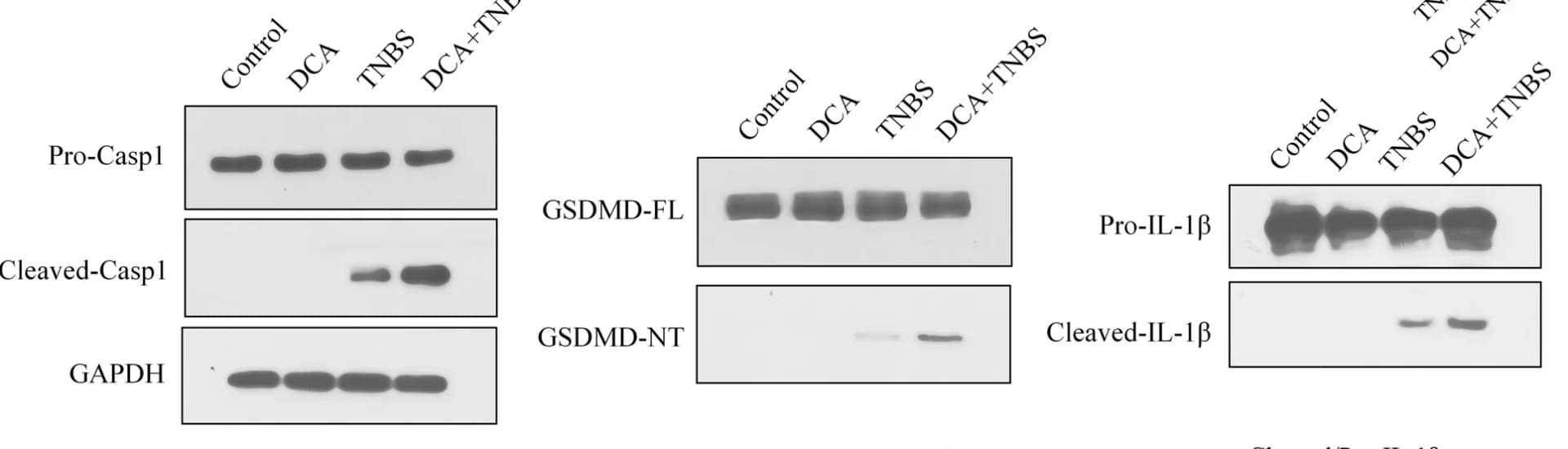 Open access visualization of Gel, Immunoblot, Pro-Caspase1, Cleaved-Caspase1, GSDMD-FL