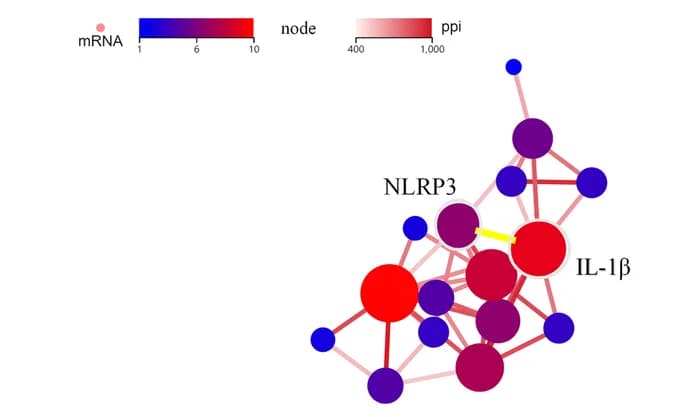 Open access visualization of Network, Pathway, Protein-Protein Interaction, Differentially Expressed Genes, Pyroptosis