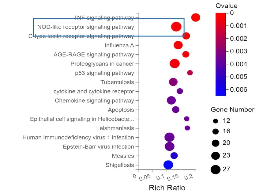 Open access visualization of Bubble Plot, KEGG Pathway, Differentially Expressed Genes, Enrichment Analysis