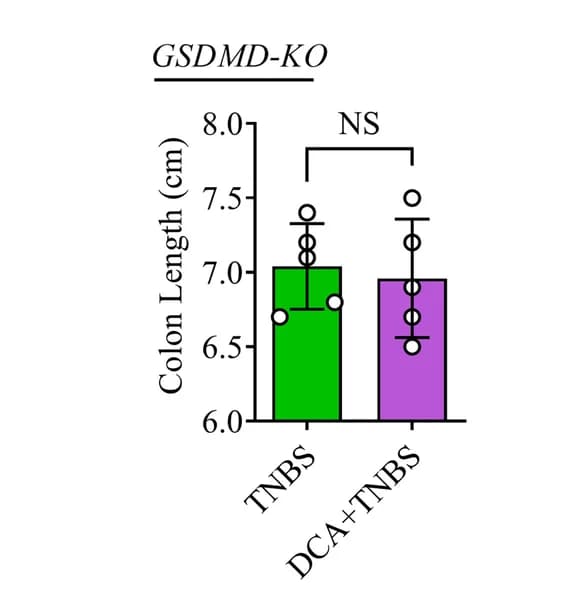 Open access visualization of Bar Plot, Error Bars, Colon Length, TNBS, GSDMD-KO Mice