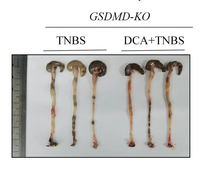 Open access visualization of Photo, Colon Morphology, TNBS, DCA, GSDMD-KO Mice
