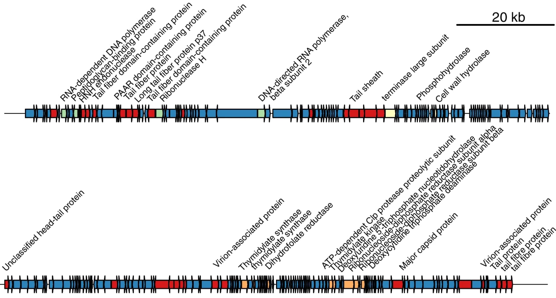 Open access visualization of Illustration, Genomic Map, Protein-encoding genes, Viral Scaffold, Structural Genes