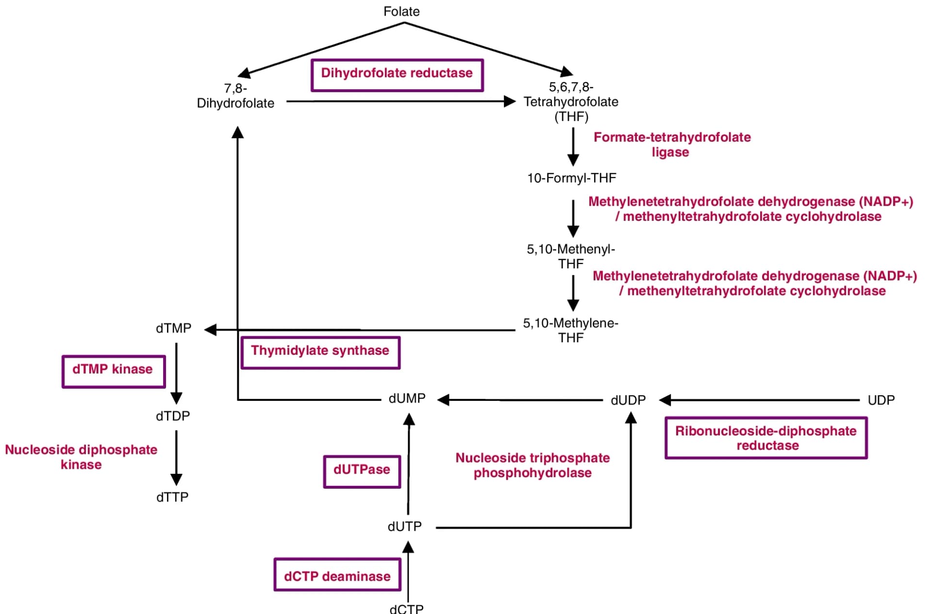 Open access visualization of Workflow, Flowchart, Metabolic Reactions, Folate Pathways, Nucleotide Pathways