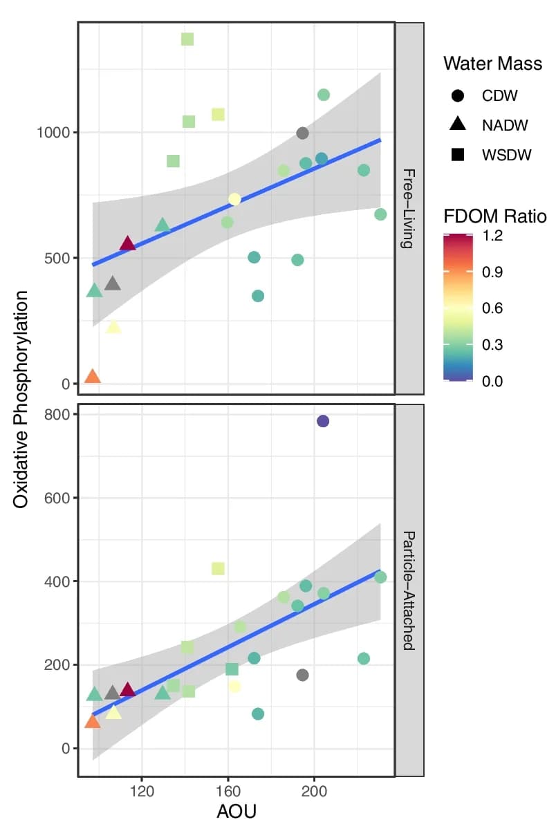 Open access visualization of Scatter Plot, Regression Plot, Oxidative Phosphorylation AMGs, AOU, FL Samples