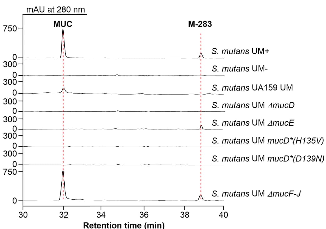 Open access visualization of Line Plot, HPLC, Muc Gene Cluster, S. mutans UM, Mutants