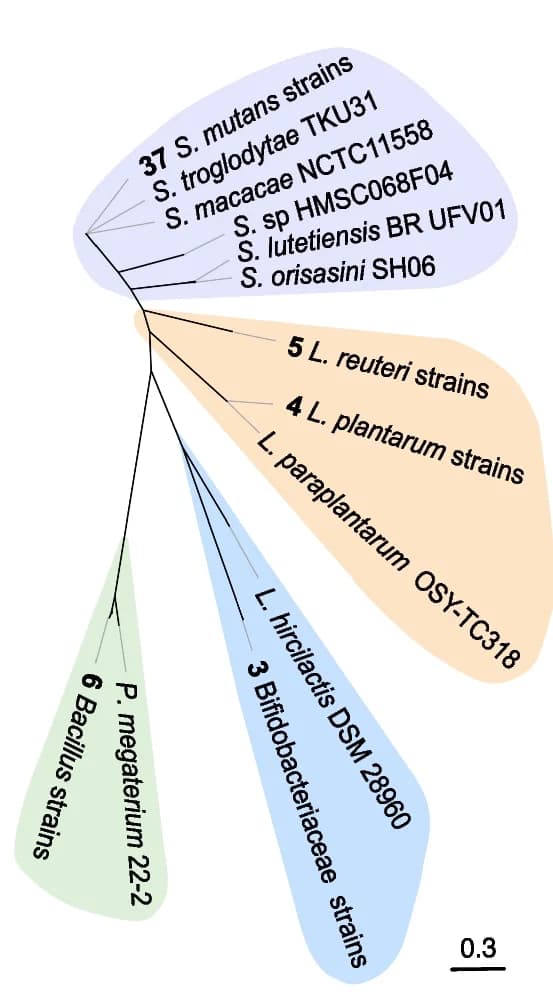 Open access visualization of Network, Phylogeny, Maximum Likelihood Tree, Nucleotide Sequences, BGCs