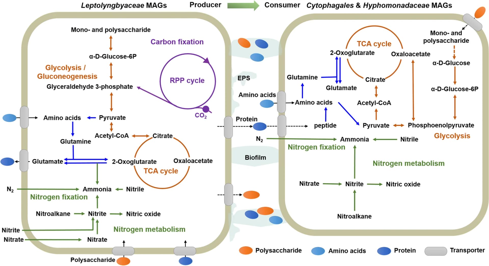 Open access visualization of Workflow, Illustration, Metagenome-Assembled Genomes, Biological Aqua Crust, Polysaccharide Metabolism