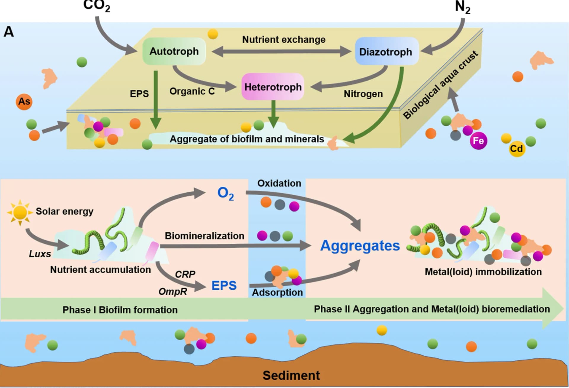 Open access visualization of Workflow, Flowchart, Illustration, Metal Bioremediation, Metalloid Bioremediation