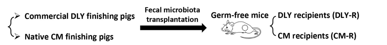 Open access visualization of Workflow, Flowchart, Illustration, Experimental design, FMT