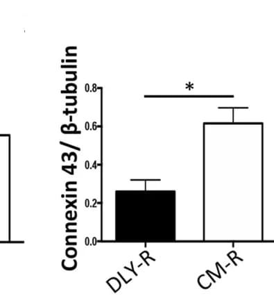 Open access visualization of Bar Plot, Error Bars, Quantitation, Connexin 43, Beta-tubulin