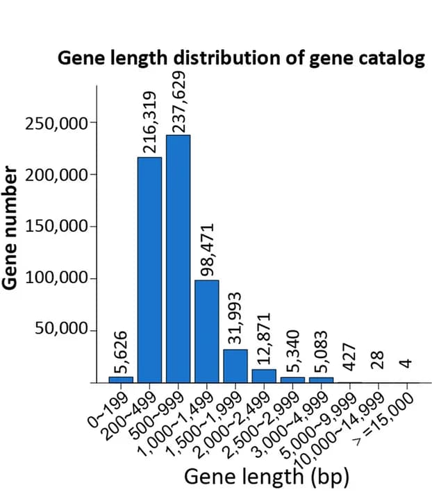 Open access visualization of Bar Plot, Histogram, Gene Length, Gut Microbiome, Germ-free Mice