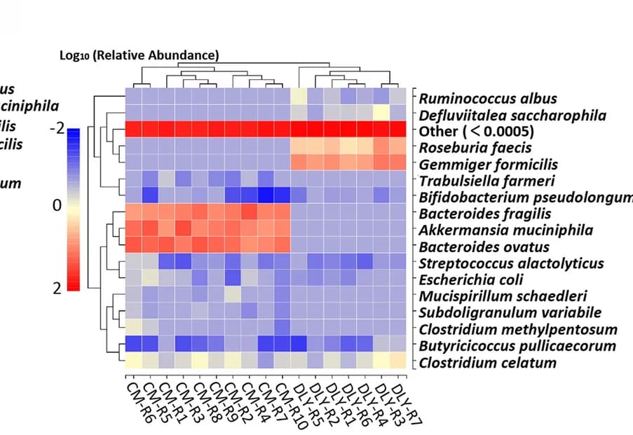 Open access visualization of Heatmap, Clustered, Gut Bacteria, Taxonomic Composition, Species