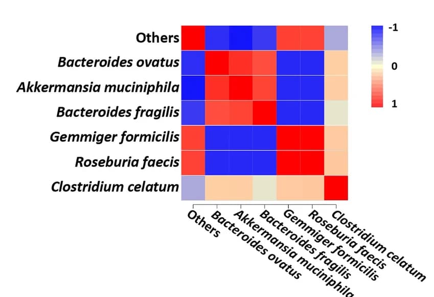 Open access visualization of Heatmap, Gut Bacteria, Species, Spearman's Correlation