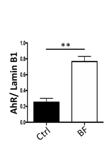 Open access visualization of Bar Plot, Error Bars, AhR, Lamin B1, Quantitation