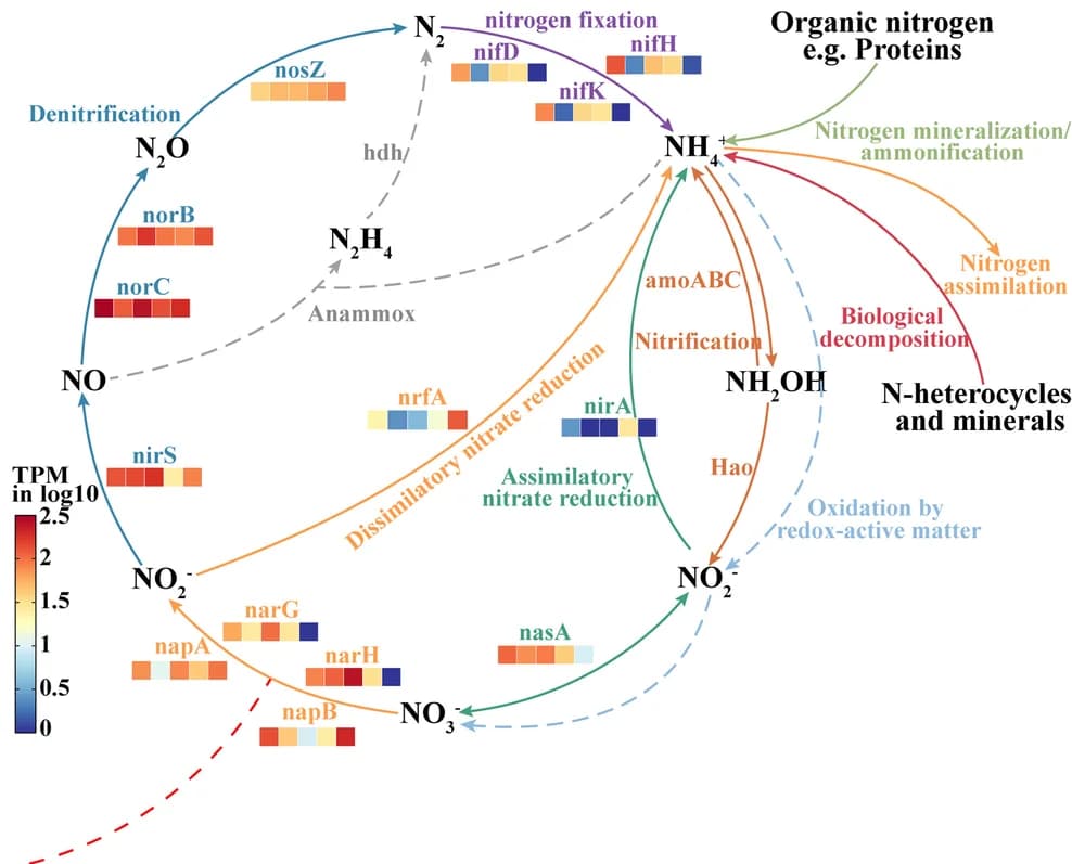 Open access visualization of Workflow, Nitrogen-cycling pathways, Dissimilatory nitrate reduction, Denitrification, Assimilatory nitrate reduction