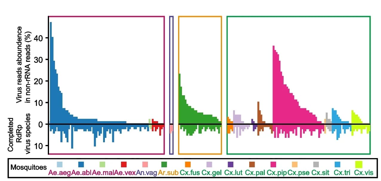 Open access visualization of Bar Plot, Viral Abundance, RNA Viruses, RNA Polymerase, Mosquito Species