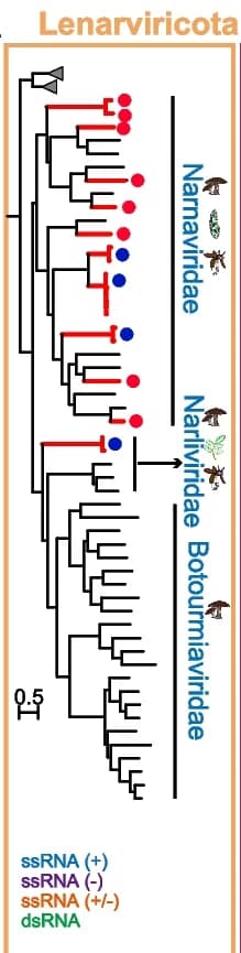 Open access visualization of Network, Pathway, RNA Viruses, Phylogeny, Lenarviricota