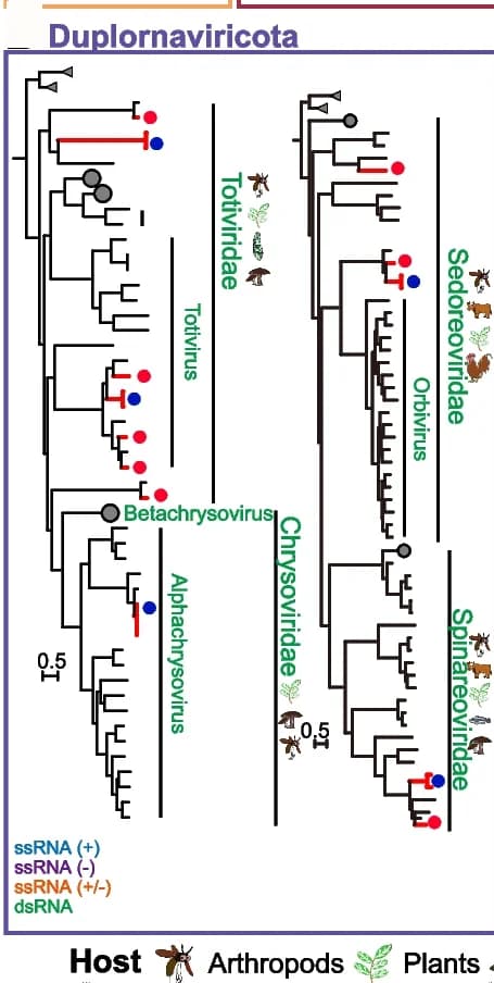 Open access visualization of Pathway, RNA Viruses, Phylogeny, Duplornaviricota, RNA-dependent RNA Polymerase