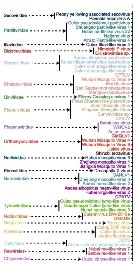 Open access visualization of Flowchart, RNA Virus, Mosquito Species, Food Sources, Tripartite Network